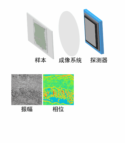 Light | 基于全息术的定量相位成像：趋势和展望