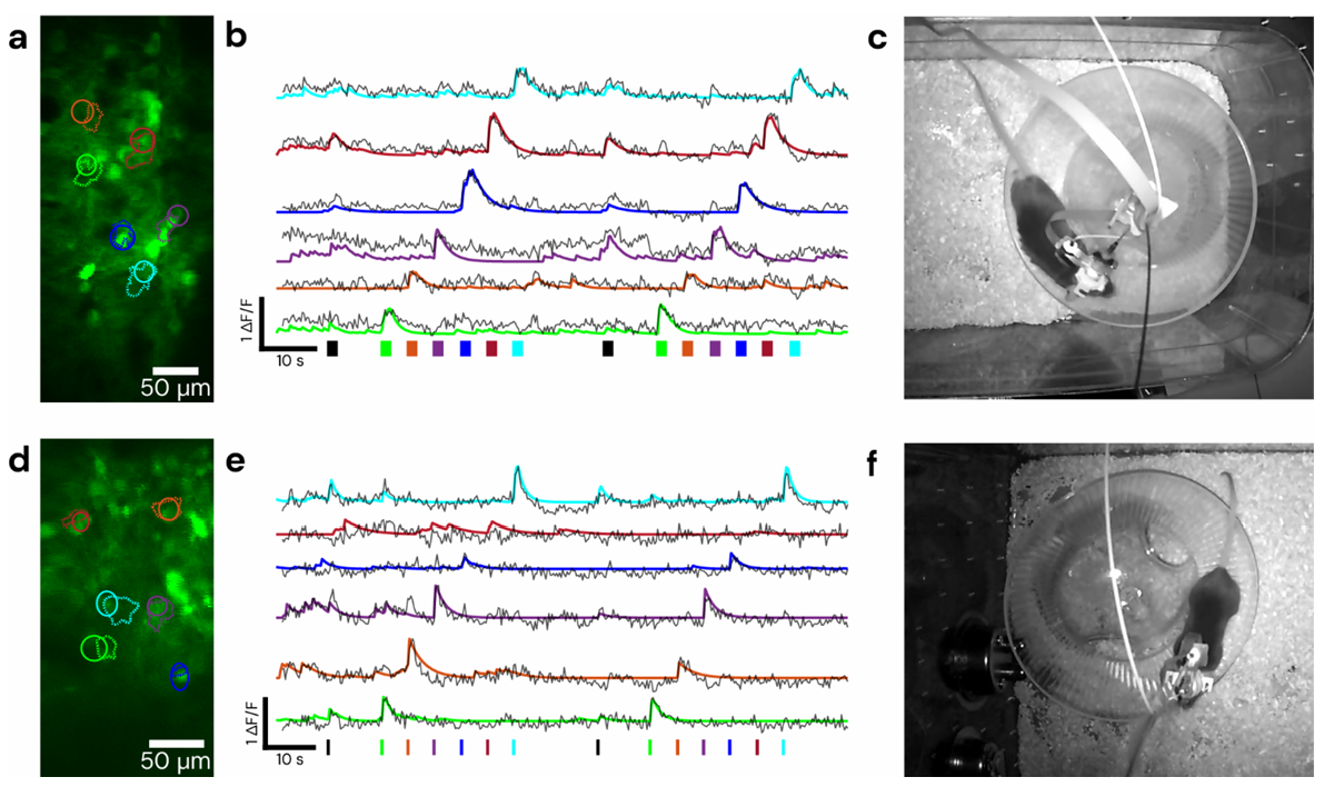 bioRxiv preprint * Opto2P-FCM:新型头戴式微型双光子光遗传显微镜 bioRxiv preprint * Opto2P-FCM:新型头戴式微型双光子光遗传显微镜