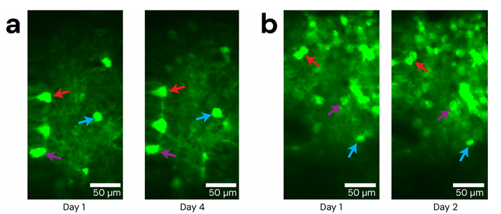 bioRxiv preprint * Opto2P-FCM:新型头戴式微型双光子光遗传显微镜 bioRxiv preprint * Opto2P-FCM:新型头戴式微型双光子光遗传显微镜