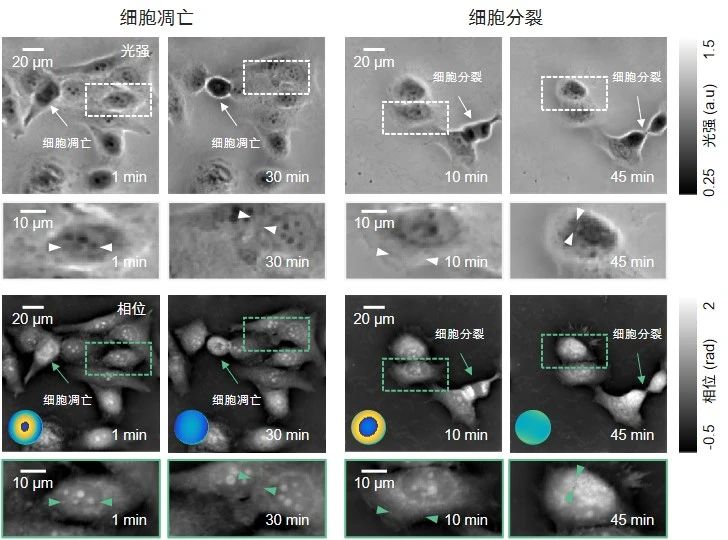 Light Adv. Manuf. | 像差校正技术：实现高通量定量相位成像