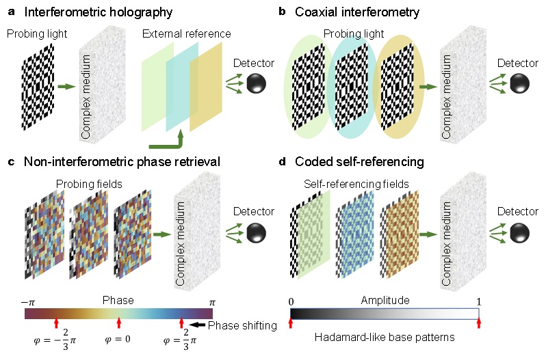 Advanced Imaging主编推荐 | 高速波前调制——基于编码自参考的动态散射抑制