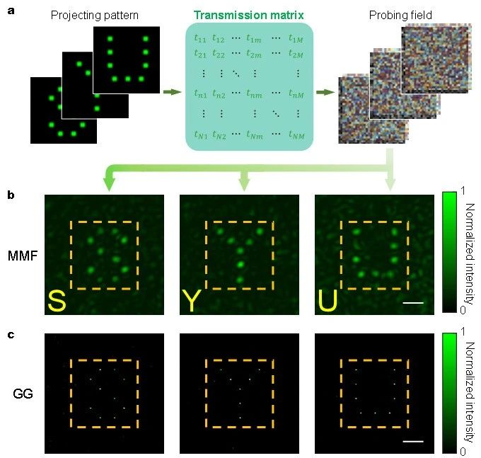Advanced Imaging主编推荐 | 高速波前调制——基于编码自参考的动态散射抑制