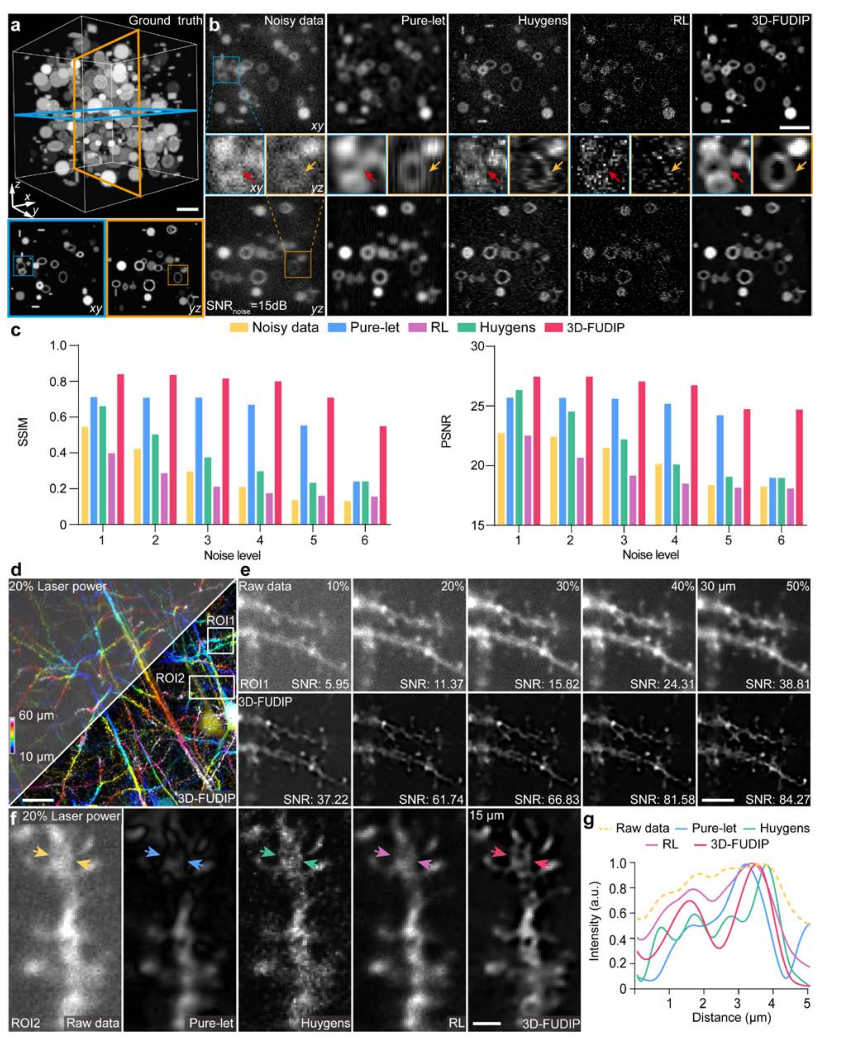 bioRxiv * 浙江大学斯科团队提出高通量三维超分辨率深组织成像新算法