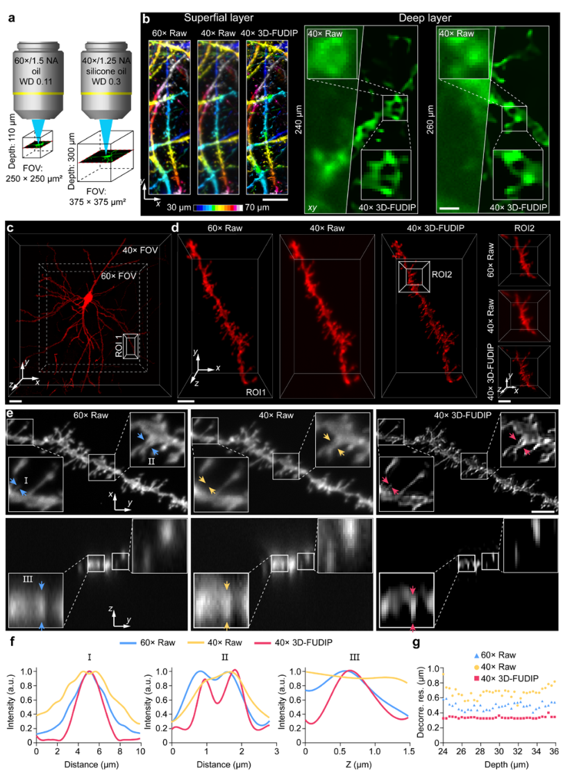 bioRxiv * 浙江大学斯科团队提出高通量三维超分辨率深组织成像新算法