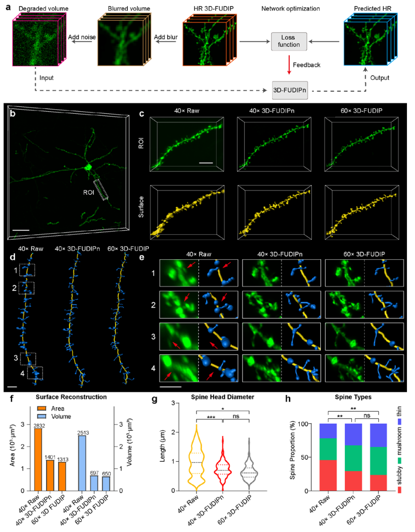 bioRxiv * 浙江大学斯科团队提出高通量三维超分辨率深组织成像新算法