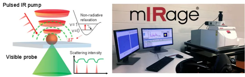 首次实现活体细胞内纳米结构无标记化学成像，科学家用AI开发受激拉曼纳米成像技术，分辨率可达86纳米