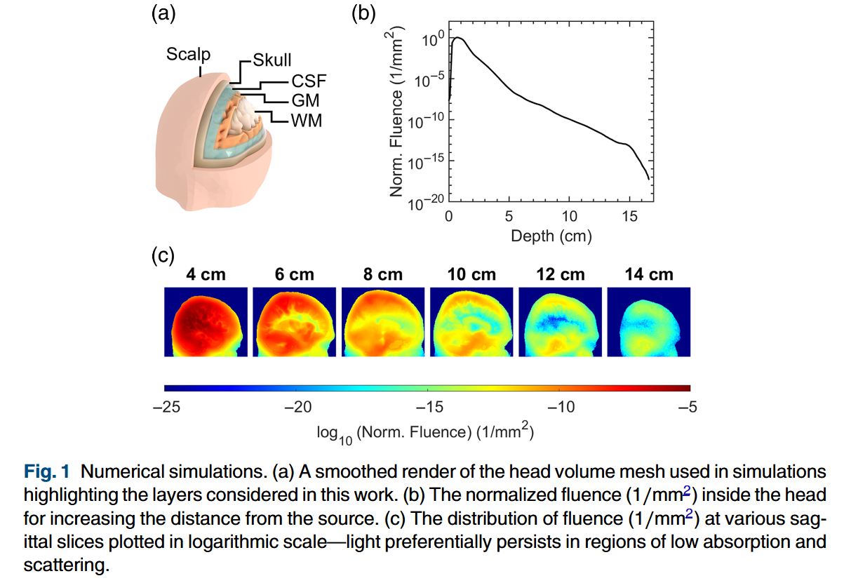 穿越15.5厘米的 “光之旅”:单光子成像如何揭开成人脑深部的神秘面纱 穿越15.5厘米的 “光之旅”:单光子成像如何揭开成人脑深部的神秘面纱