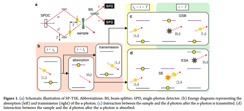 单光子飞秒光谱:微观世界的温柔观察者 单光子飞秒光谱:微观世界的温柔观察者