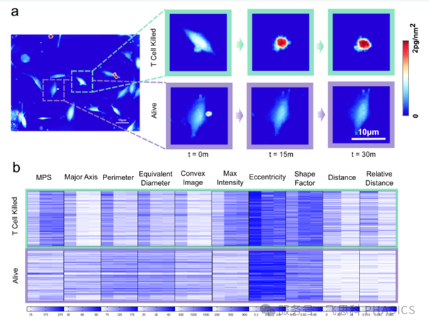 当机器学习遇上定量相位成像,如何实时评估癌症免疫治疗? 当机器学习遇上定量相位成像,如何实时评估癌症免疫治疗?