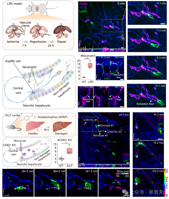 光场显微飞跃AI时代!清华等首提SeReNet:毫秒级高分辨光场三维重建 光场显微飞跃AI时代!清华等首提SeReNet:毫秒级高分辨光场三维重建