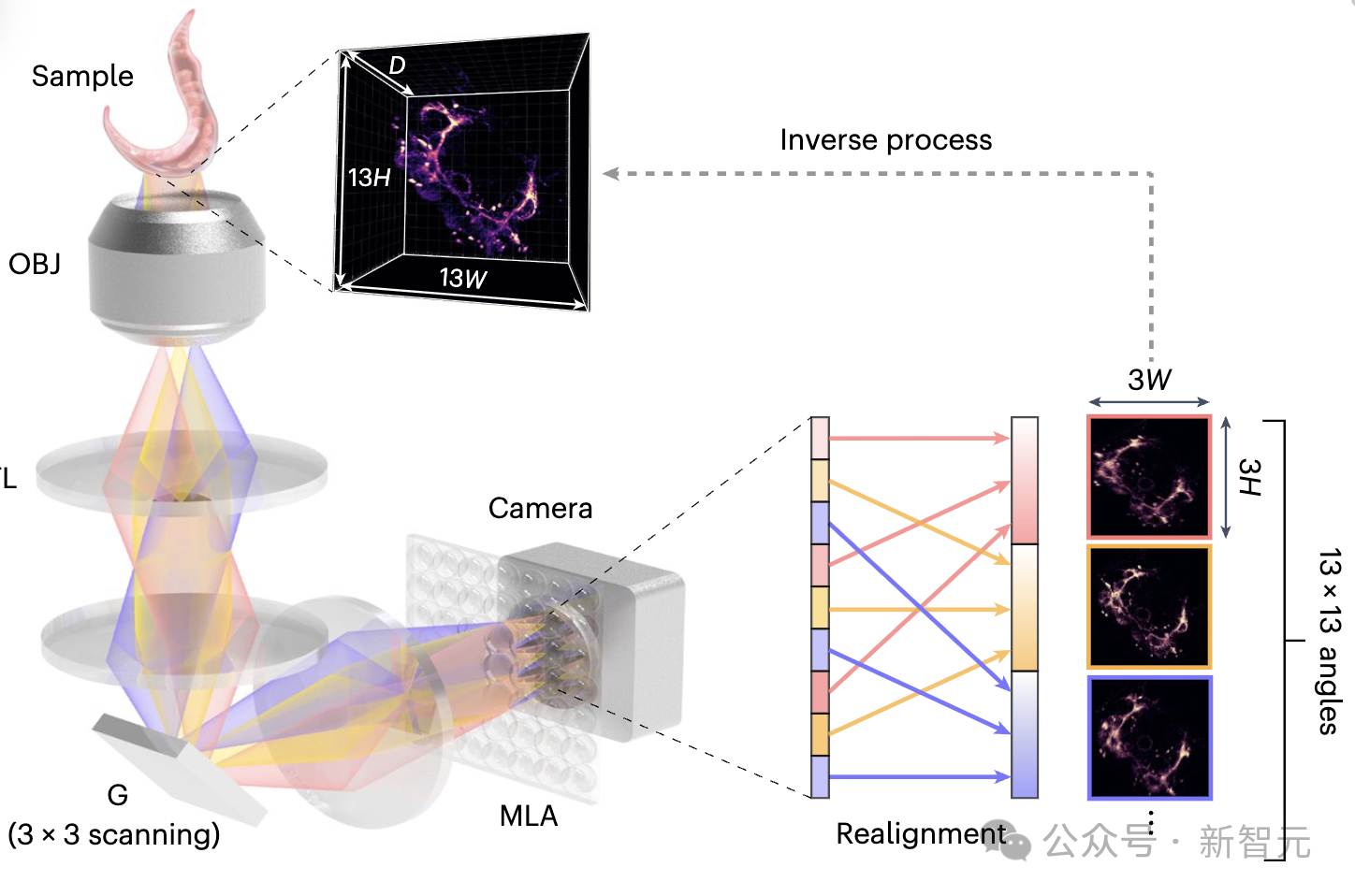 光场显微飞跃AI时代!清华等首提SeReNet:毫秒级高分辨光场三维重建 光场显微飞跃AI时代!清华等首提SeReNet:毫秒级高分辨光场三维重建