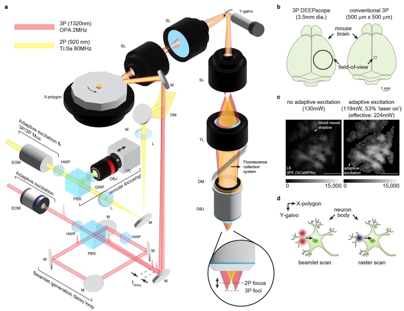 《Nature Methods》:成年斑马鱼全脑级成像的超大视场多光子显微镜 《Nature Methods》:成年斑马鱼全脑级成像的超大视场多光子显微镜