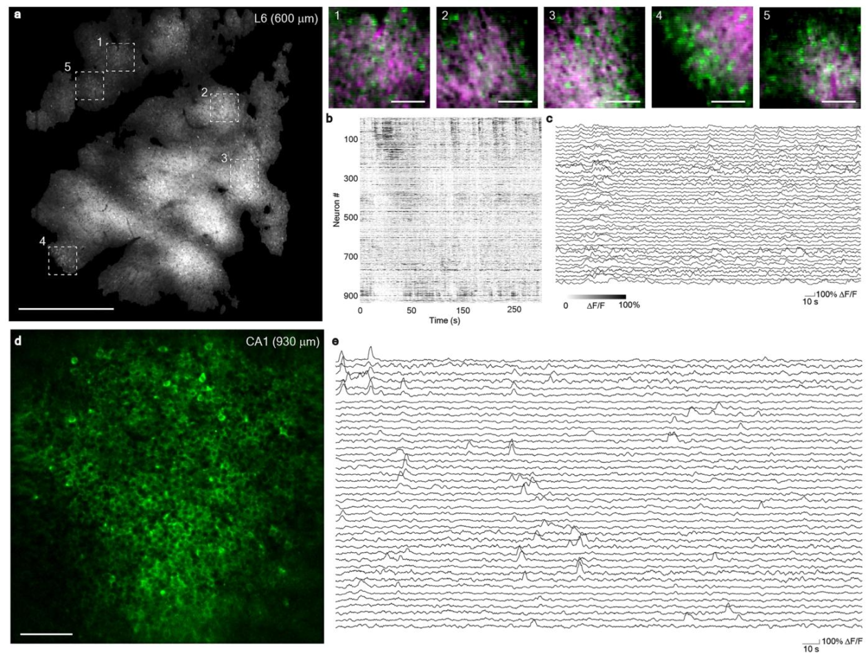 《Nature Methods》:成年斑马鱼全脑级成像的超大视场多光子显微镜 《Nature Methods》:成年斑马鱼全脑级成像的超大视场多光子显微镜