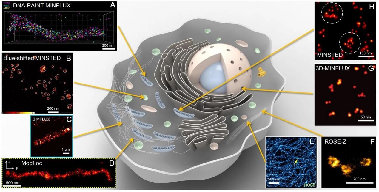 突破光学显微镜极限,超分辨率成像技术引领生命科学新时代【珍藏版大综述】 突破光学显微镜极限,超分辨率成像技术引领生命科学新时代【珍藏版大综述】