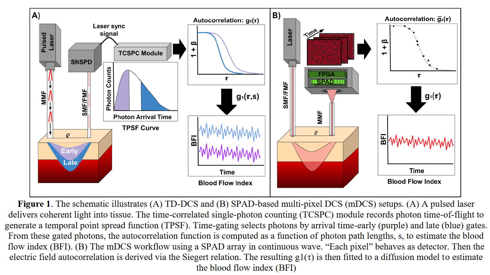 突破脑血流监测瓶颈:从SNSPD到SPAD相机的无创革命 突破脑血流监测瓶颈:从SNSPD到SPAD相机的无创革命
