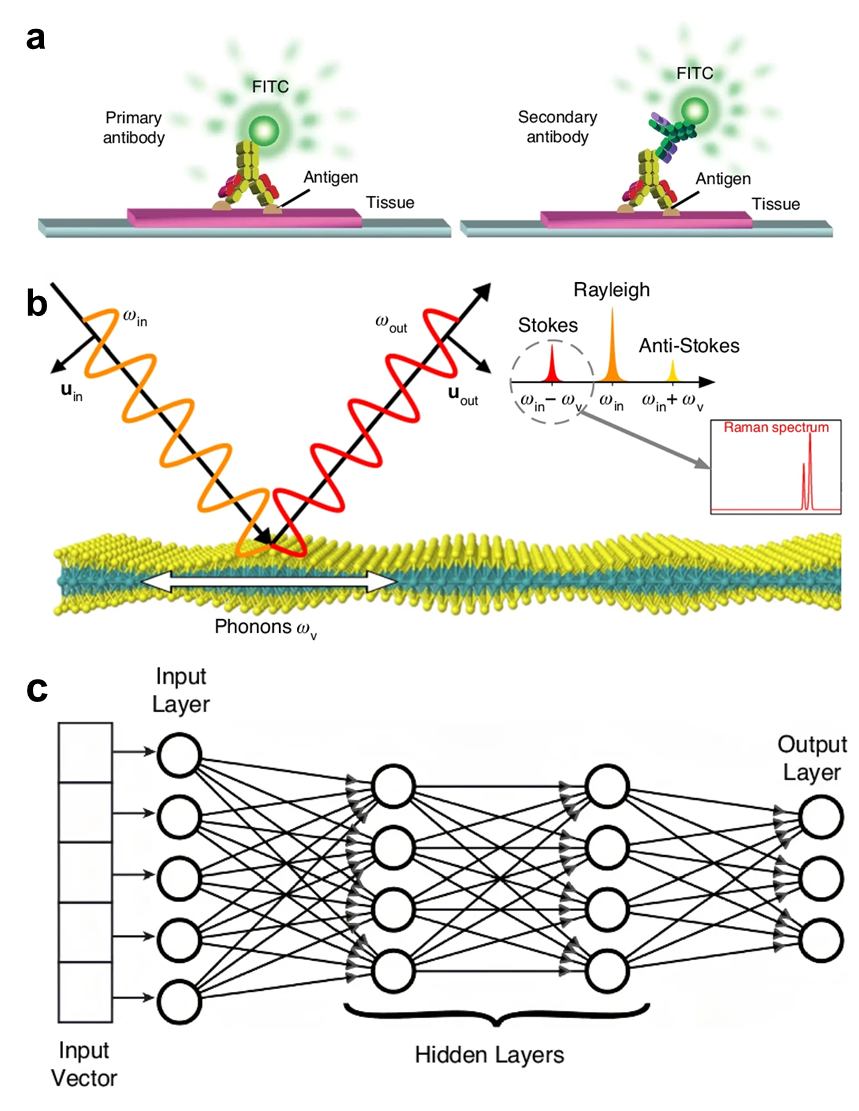 王占山/程鑫彬/施宇智/张卉/仇成伟等Light封面综述：光学分选技术