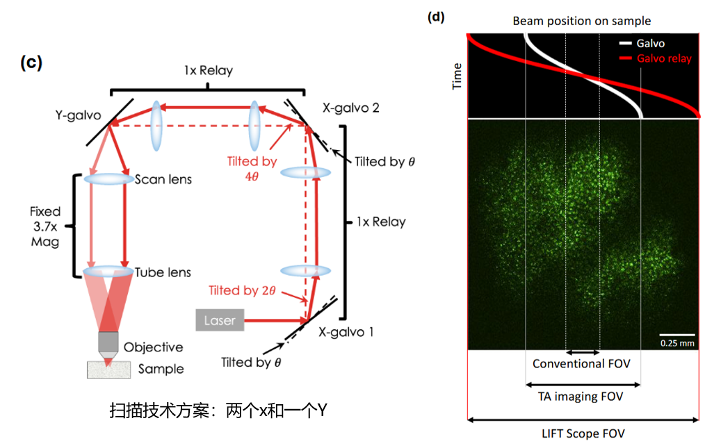 重磅突破! LIFT显微镜:3P成像视场扩大10倍以上,深层脑区从此一览无余! 重磅突破! LIFT显微镜:3P成像视场扩大10倍以上,深层脑区从此一览无余!