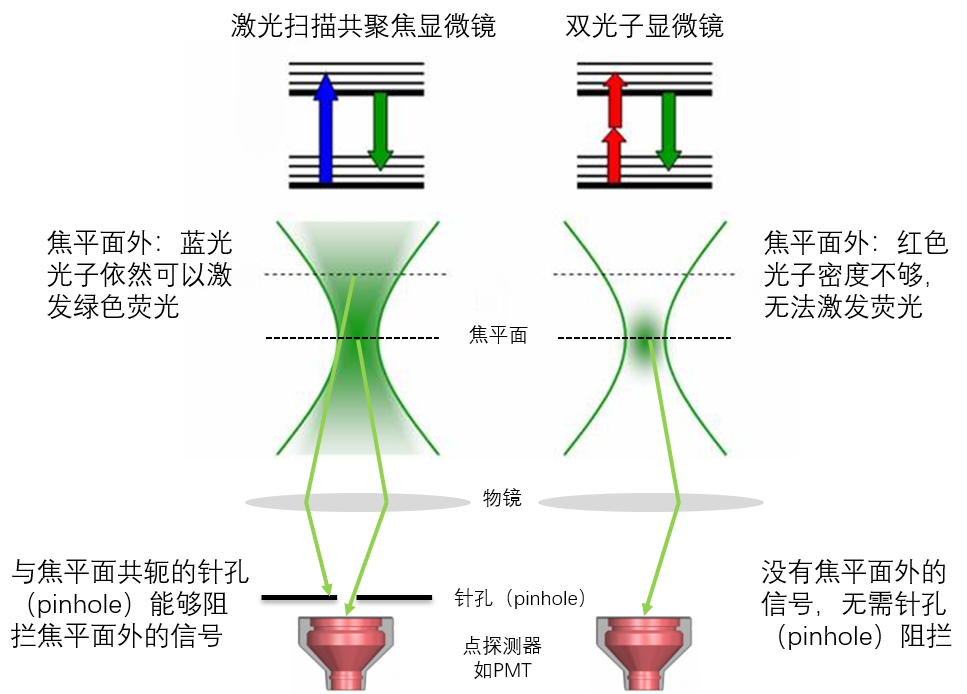 950nm飞秒激光器,双光子成像的理想光源? | OE NEWS 950nm飞秒激光器,双光子成像的理想光源? | OE NEWS