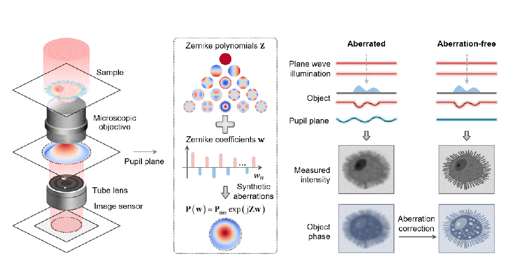 Adv. Photon.丨清华大学精密仪器系研究团队实现像差自校准的智能显微成像