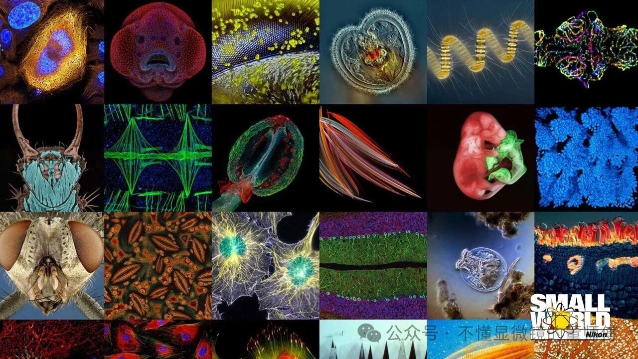 光学显微镜原理：从基础到高级