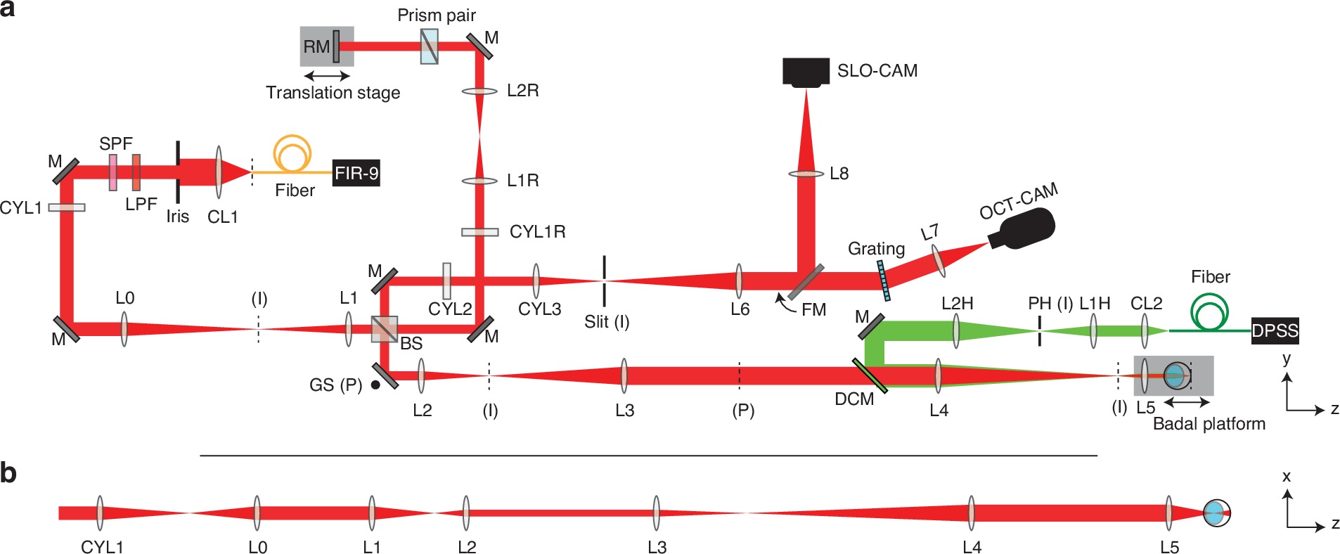 Light | 基于相位敏感光学相干断层扫描的活体视网膜热变形测量