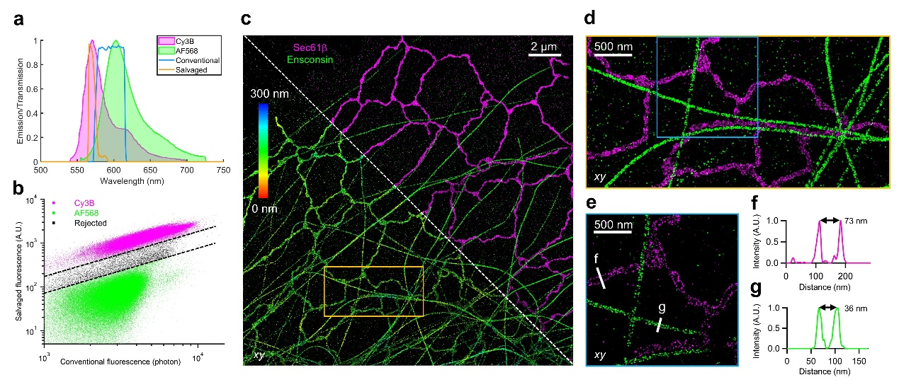章永登Nature Methods丨4Pi-SIMFLUX实现全细胞三维2纳米定位精度