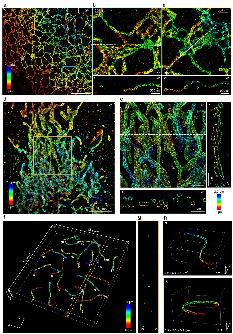 章永登Nature Methods丨4Pi-SIMFLUX实现全细胞三维2纳米定位精度