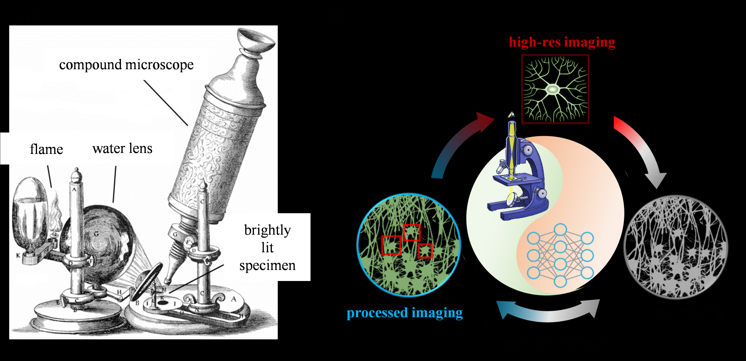 专题亮点 | 事件驱动显微成像：生物活体成像新前沿