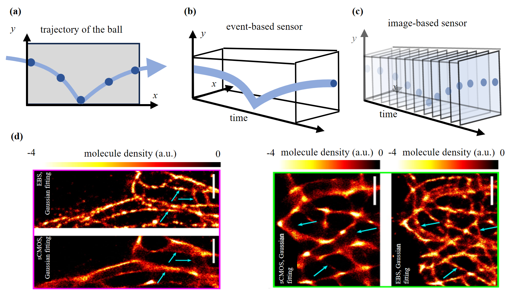 专题亮点 | 事件驱动显微成像：生物活体成像新前沿