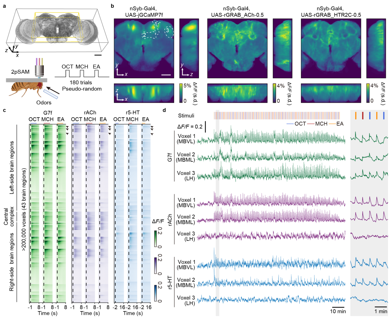 《自然—通讯》：戴琼海/方璐/吴嘉敏团队发现乙酰胆碱动态在嗅觉稳定表征中的重要作用
