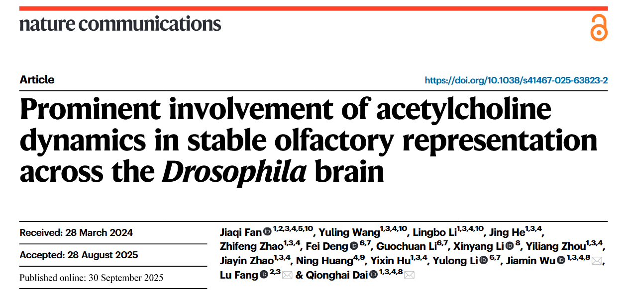 《自然—通讯》：戴琼海/方璐/吴嘉敏团队发现乙酰胆碱动态在嗅觉稳定表征中的重要作用