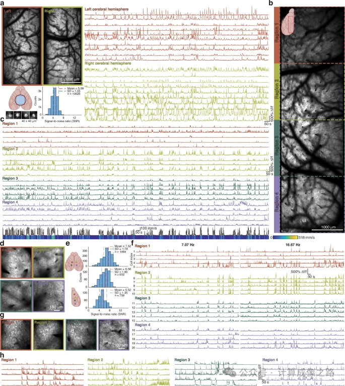 计算成像最新突破-53-中科院苏州生物医学工程技术研究所巩岩团队在Light发表超大视场自适应双光子显微系统